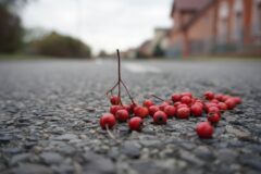 Damian Jesionowski lat16 _Jarzębinki